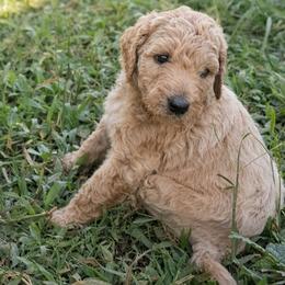Pearl - Silver-beige  male Poodle puppy in Kapaa, Hawaii from Kauai Poodles