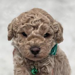 Charlie - Yellow and white male Bernedoodle puppy in Vernon, Texas from Sugarland's Texas Goldendoodles