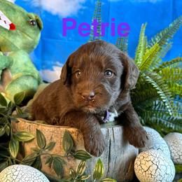 Petrie - Chocolate female Labradoodle puppy in Chelan, Washington from North Cascades Doodles