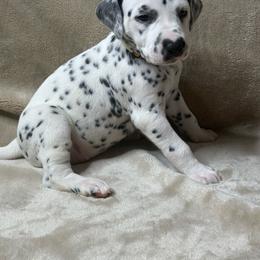 Nilla - White and black female Dalmatian puppy in Fort Worth, Texas from Xzayvius Stitt