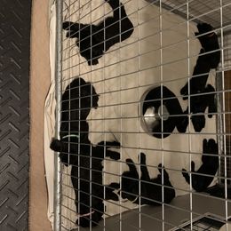 Giant Schnauzer Puppies from Mandy’s Giant Schnauzers