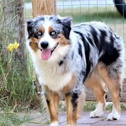 Echo  - Australian Shepherd