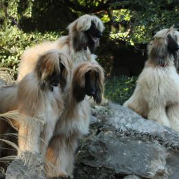 Afghan Hounds from Bakura Afghans