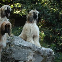 Afghan Hounds from Bakura Afghans