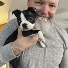 Boston Terrier Puppies from NW Boston Terriers