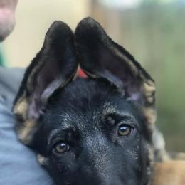 German Shepherds from Buchholz