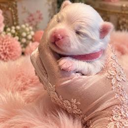 Pink Collar - White female Pomeranian puppy in Monroe, Georgia from Beastly Beauties Huskies & Pomskies