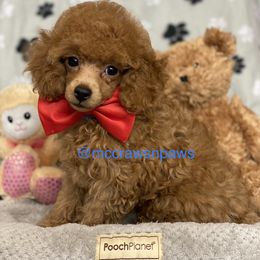 Cavapoo, Maltipoo, and Poodle Puppies from McCraws N Paws