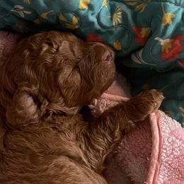 Poodle Puppies from Red toy poodles