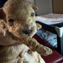 Hazelnut - Apricot female Poodle puppy in Tempe, Arizona from Teacups & Toys
