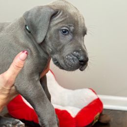 BLITZEN - Blue male Great Dane puppy in Batavia, Illinois from Dream Danes House of Cambridge Great Danes