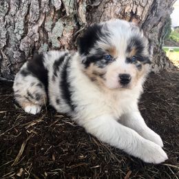 Australian Shepherd Puppies from Pilcher Farms