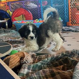 Grumpy - Sable male Aussiedoodle puppy in Springfield, Missouri from Doodle Dandy Bernedoodles & Aussiedoodles