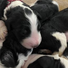 Old English Sheepdog and Sheepadoodle Puppies from Doodlefolk
