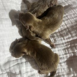 Pomeranian Puppies from Bama Pom Squad