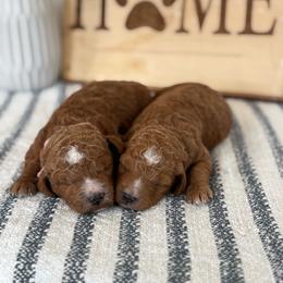 Rosie - Red  female Poodle puppy in Strasburg, Virginia from Shenandoah Valley Doodles