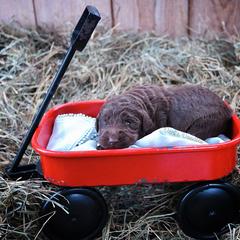 Saint Berdoodle, Poodle, Labradoodle, and Goldendoodle Puppies from Dent’s Doodles
