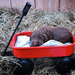 Saint Berdoodle, Poodle, Labradoodle, and Goldendoodle Puppies from Dent’s Doodles