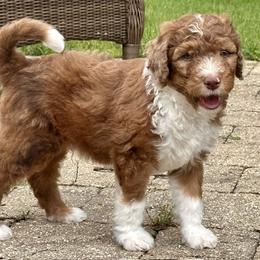 Bernedoodle puppies from Sandra Bucher