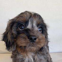 Juniper - Merle female Cavapoo puppy in Van Alstyne, Texas from Home Grown Puppies