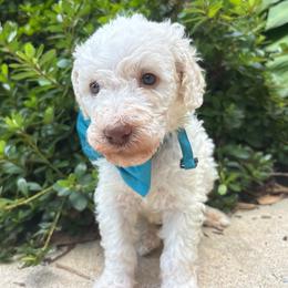 Macbeth - Cream male Labradoodle puppy in Camden, North Carolina from Oopsie Doodles of NC
