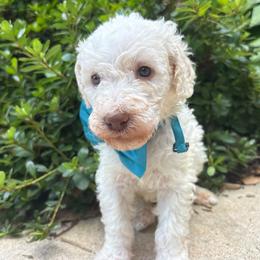 Macbeth - Cream male Labradoodle puppy in Camden, North Carolina from Oopsie Doodles of NC
