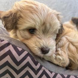 Cadence - Wheaten female Miniature Schnauzer puppy in Menifee, California from Moonshine’s Minis