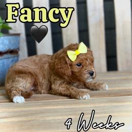 Fancy - Red female Cavapoo puppy in Runaway Bay, Texas from Green Ranch Doodles