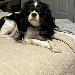 Cavalier King Charles Spaniel Puppies from Stonecoal Cavaliers