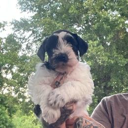 Boy 3 - Parti male Miniature Schnauzer puppy in Lufkin, Texas from Fergie’s Miniature Schnauzers