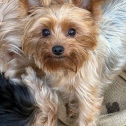 Shadow - Yorkshire Terrier
