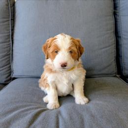 Pumpkin - Red female Bernedoodle puppy in Gilbert, Arizona from San Tan Doodles
