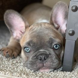 French Bulldogs from Lamour Frenchbulldogs