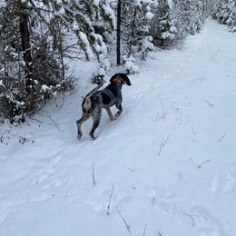 Bluetick Coonhounds and Dutch Shepherds from Guardian K9s