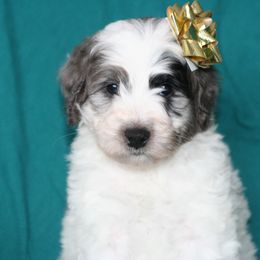 Peppermint - Grey and white male Bernedoodle puppy in Burtchville, Michigan from Sparling's Doodles