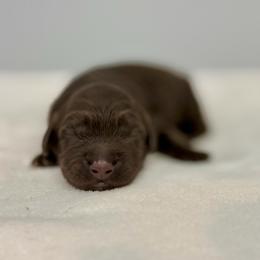 Tank - Chocolate male Australian Labradoodle puppy in Calhoun, Louisiana from Arrowhead Australian Labradoodles