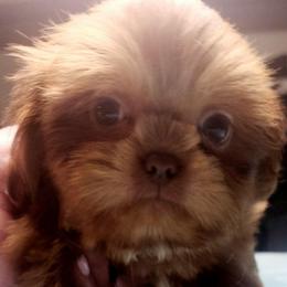 Boy 3 - Liver male Shih Tzu puppy in Belleville, Michigan from Patricia's Heavenly Earth Angels