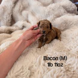 Bacon - Red  male Poodle puppy in Queen Creek, Arizona from Poised Poodles