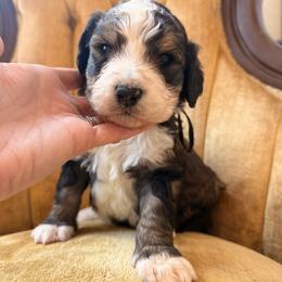Appalachian - Sable male Bernedoodle puppy in Fort Meade, Florida from Baldwin Dood Ranch