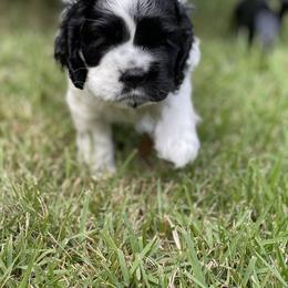 Girl 1 purple collar - Black and white Cocker Spaniel puppy in Columbia, South Carolina from Monticello Cocker Spaniels