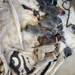 Labrador Retriever Puppies from Silver linings