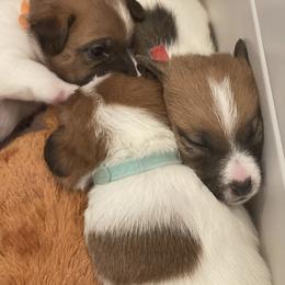 Golden Retriever and Jack Russell Terrier Puppies from Shelby Burleson's Golden Retrievers and Jack Russell Terriers