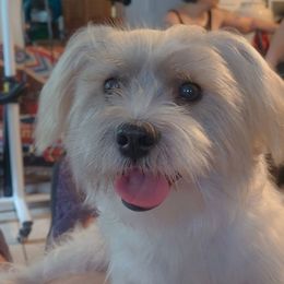 Companion Crosses from Penny's Puppies