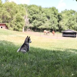 Siberian Husky Puppies from Antler Creek Siberians