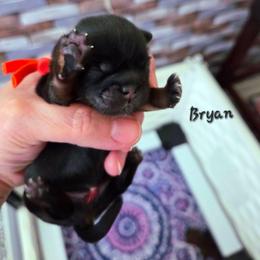 Bryan - Sable male Shih Tzu puppy in Richmond, Texas from Aleka Shih Tzu
