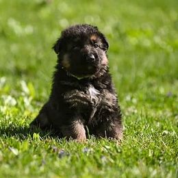 German Shepherd Puppies from Riverline Shepherds
