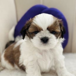 Boy 1 - Red and white male Shih Tzu puppy in Paso Robles, California from Northstar Shih Tzu