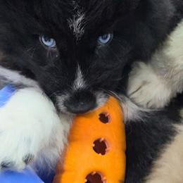 Zeekie - Black and white male Siberian Husky puppy in East Tawas, Michigan from BurnsBerg's Woolies