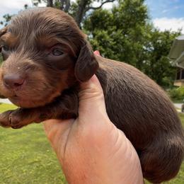 Tiny Tim - Chocolate male Dachshund puppy in Bentonville, Arkansas from T & D Dachshunds by design