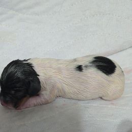 Sparkle is a black piebald - Piebald female Dachshund puppy in Oklahoma City, Oklahoma from Hamm Weenies  AKC (Dachshunds)